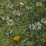 Картина цветение художник Даниил Белов с полевыми цветами маслом